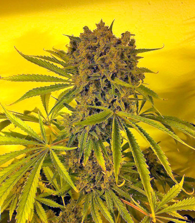 Семена сорта Satori reg (Mandala Seeds)