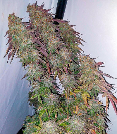 Семена сорта Super Lemon Haze x GMO fem от Green House Seeds