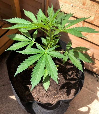 Семена сорта Auto Northern Lights XXL fem (00 Seeds)