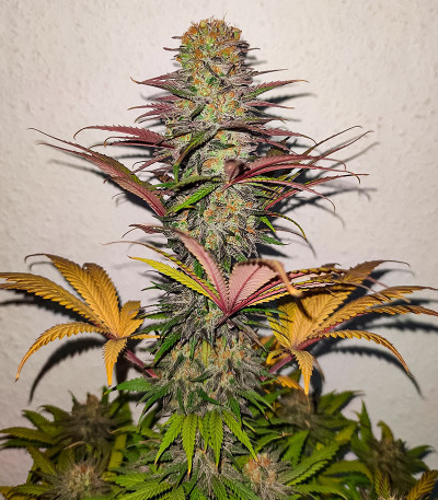 Семена сорта Gusher fem (7CH American)