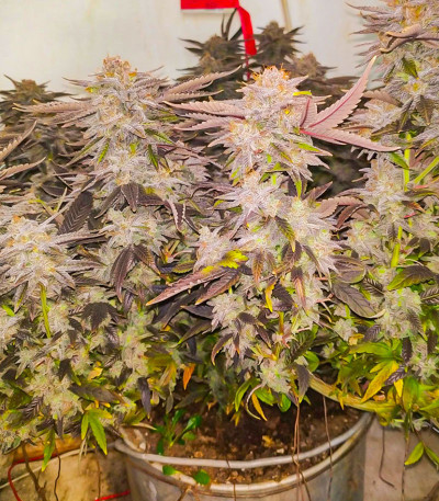 Семена сорта Unknown Kush fem (Delicious Seeds)