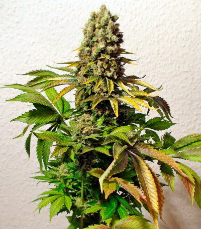 Семена сорта Ganesh reg (Mandala Seeds)