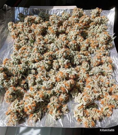 Семена сорта Tangie Auto fem