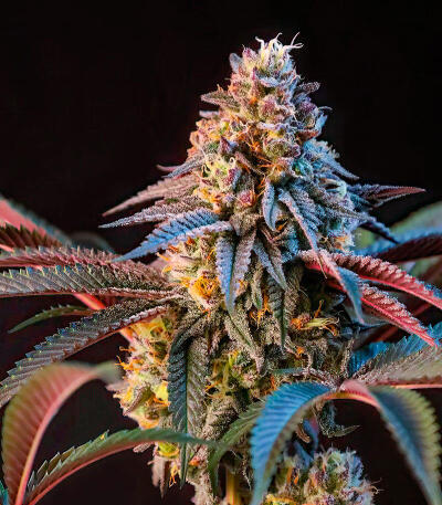 Семена сорта Lemon Cherry Runtz fem (FastBuds)