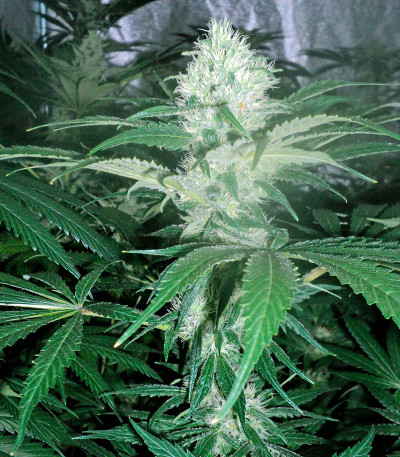 Семена сорта OG Kush reg (Humboldt Seeds)