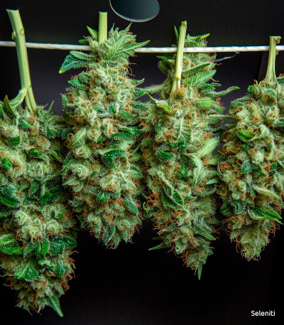 Семена сорта Dos-Vi-Dos Auto fem (Семяныч)