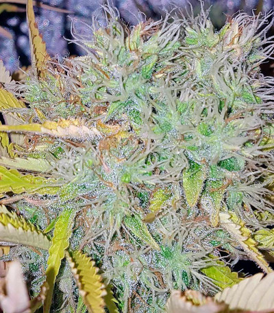 Семена сорта Silver Haze fem (Vision Seeds)