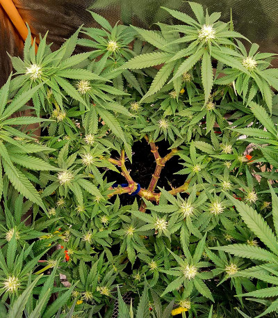 Семена сорта Sour Strawberry fem (Barney's Farm)