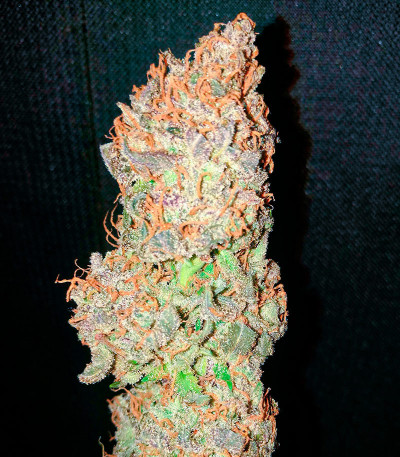 Семена конопли сорта White Widow
