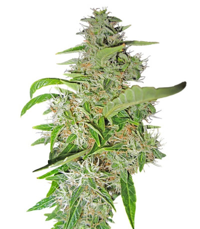 Семена сорта Big Bud fem (Sensi Seeds)