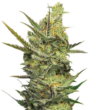 Семена сорта Gipsy Haze fem