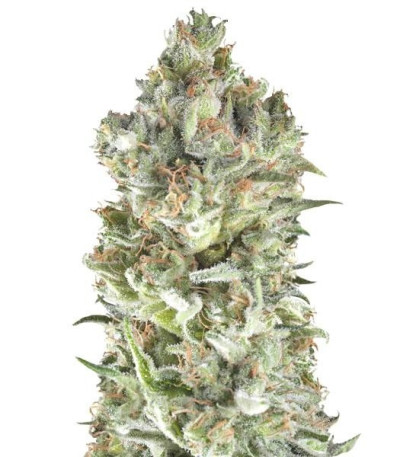 Семена сорта Super Cheese fem (Trikoma Seeds)