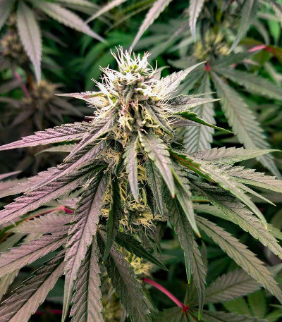 Семена сорта Açai Jelly by Sherbinskis fem