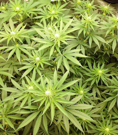 Семена сорта Biscotti Mintz fem (Семяныч)