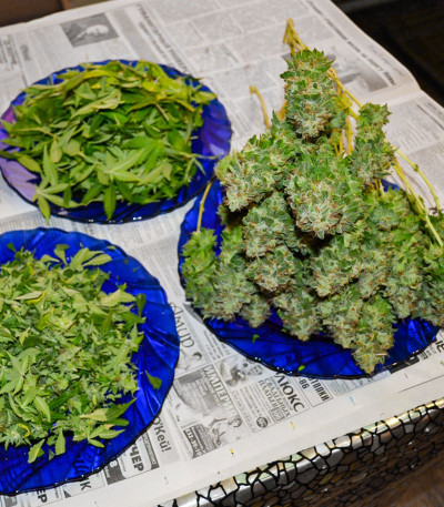 Семена сорта Chronic Thunder fem