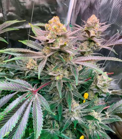 Семена сорт OG Kush Fast Version fem (Семяныч)