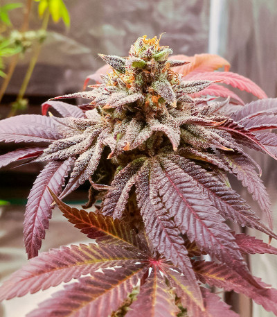 Семена сорта Lemon Orange fem (Green House Seeds)