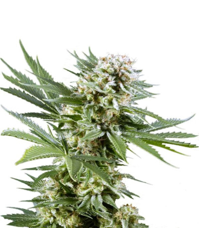 Семена сорта El Nino fem