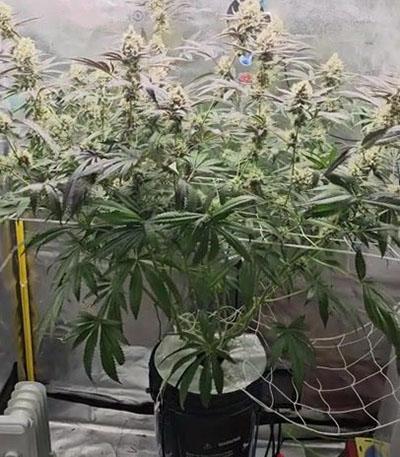 Семена сорта Slightly Stoopid Fruits fem (Humboldt Seed Company)
