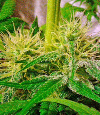 Семена сорта Hubble Bubble fem