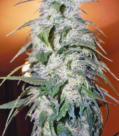 Семена сорта Himalaya Gold fem (Green House Seeds)