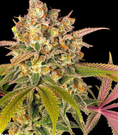 Семена сорта Lemon Tree fem (Barney's Farm)