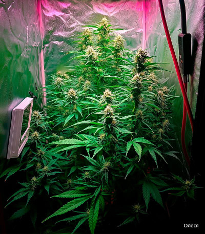 Семена сорта Big Satana Auto fem (Семяныч)