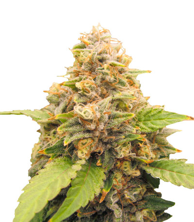 Семена сорта Lord Kush Early Version fem (Delicious Seeds)