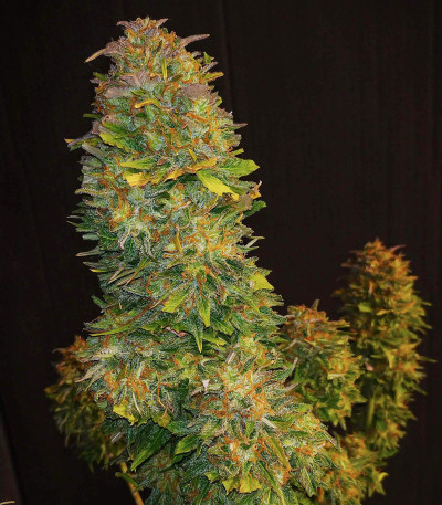 Семена сорта CBD Auto White Widow fem (Dutch Passion)