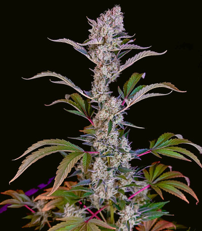 Семена сорта Gelato #45 fem (Barney's Farm)