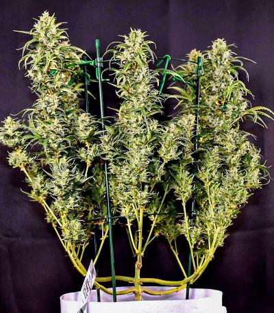 Семена сорта Gorilla Punch Auto fem (FastBuds)