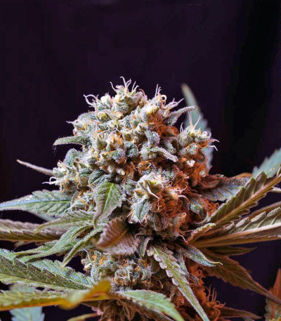 Семена сорта Green Poison F1 Fast Version fem (Sweet Seeds)