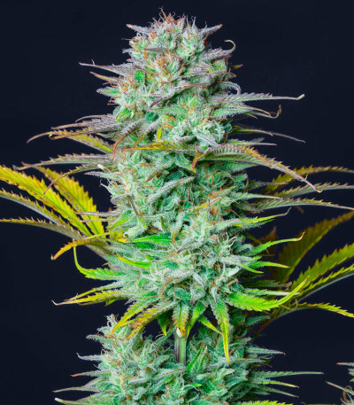 Семена сорта Kosher Cake Auto fem (FastBuds)