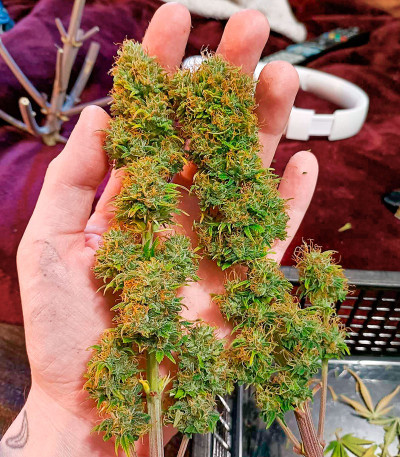 Семена сорта CBD Lemon Auto fem (Herbies Seeds)