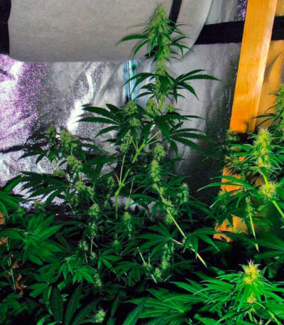 Семена сорта Auto Hindu Kush fem (Bulk Seed Bank)