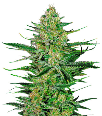 Семена сорта Sexy Cinderella fem (Семяныч)