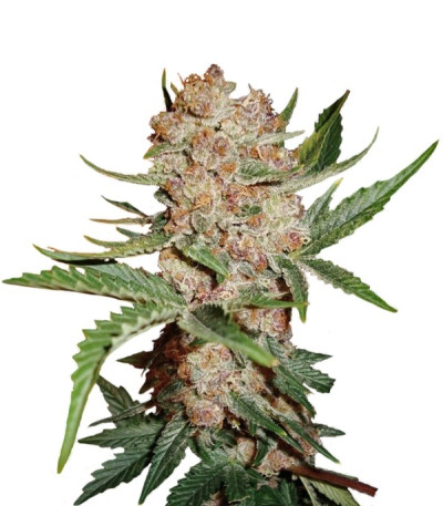 Семена сорта Bubblelicious Automatic fem (Nirvana Seeds)