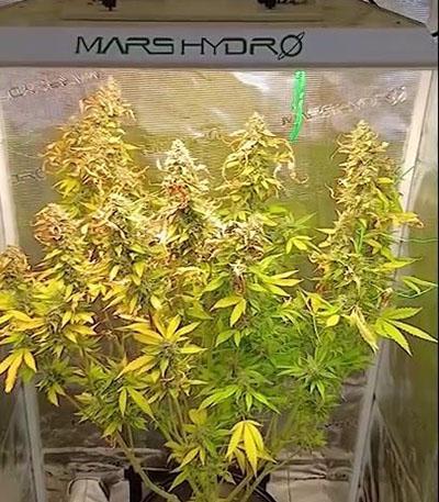 Семена сорта Frostbanger Auto F3 fem (FastBuds)