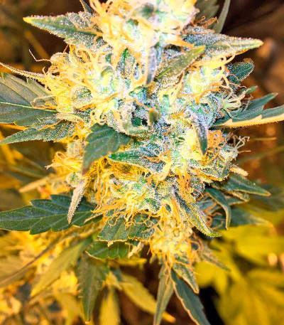 Семена сорта Goldmine fem (Heavyweight Seeds)