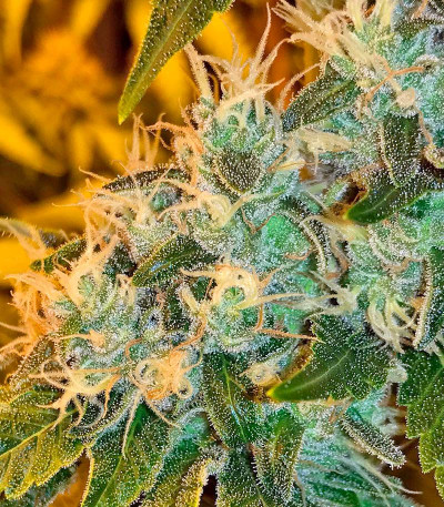 Семена сорта Lemon Kush Headband fem