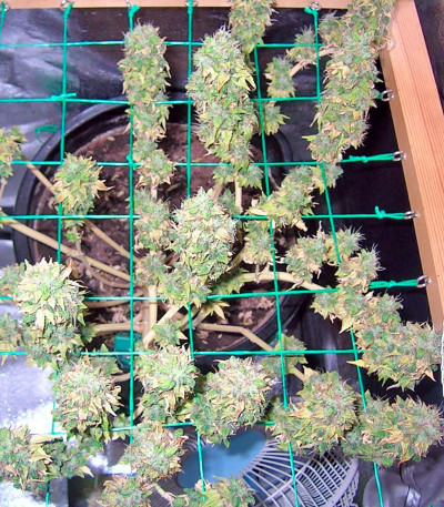 Семена сорта Mazar X White Rihno fem (World of Seeds)