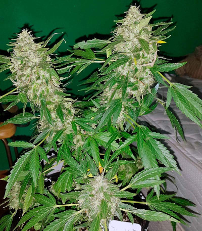Семена сорта Big Devil F1 Fast Version fem (Sweet Seeds)