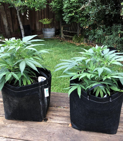 Семена сорта Zkittlez fem (Original Sensible Seeds)