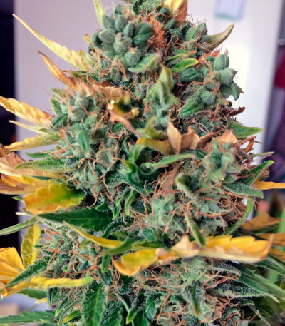 Семена сорта Auto Alpujarrena fem (Pyramid Seeds)