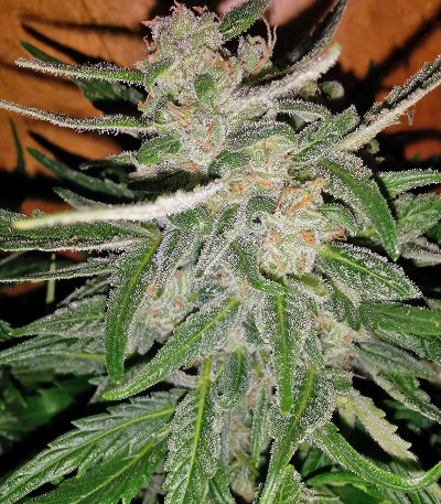 Семена сорта Doctor’s Choice #1 Auto fem