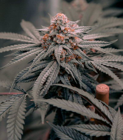 Семена сорта Zookies fem (7CH American)