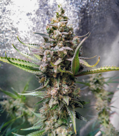 Семена сорта Gelato Auto fem (Семяныч)