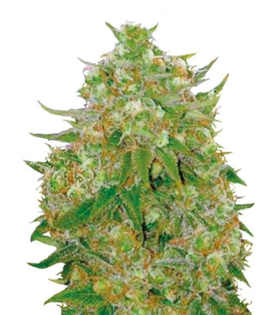 Семена Master Kush Grand шишки