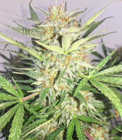 Семена сорта Auto Ak (Auto Ak 47) fem (Семяныч)