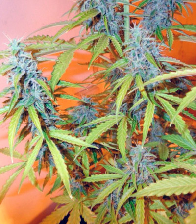 Семена сорта Auto Northern Lights fem (Pyramid Seeds)